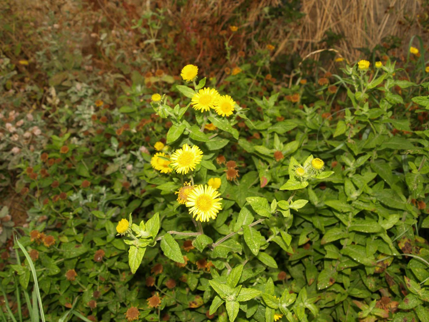 Fleabane plant